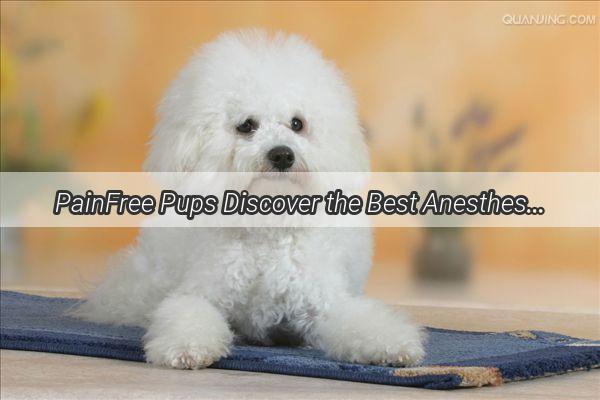 PainFree Pups Discover the Best Anesthesia Options for Your Dogs Cesarean Section